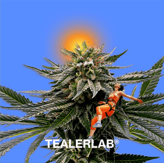 Comment Choisir ses fleurs de CBD ?