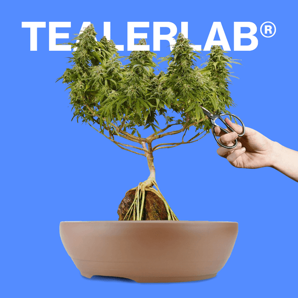 Les Bienfaits du CBD 🧘‍♀️ par Tealerlab