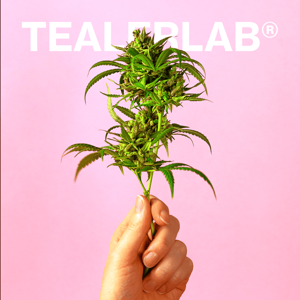 Comment Consommer la Fleur de CBD ? Le Seul Guide Dont Tu as Besoin