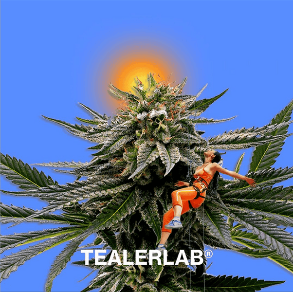 Comment Choisir Des fleurs de CBD de Qualité ?