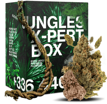 JUNGLES X-PERT BOX CBD 🌿