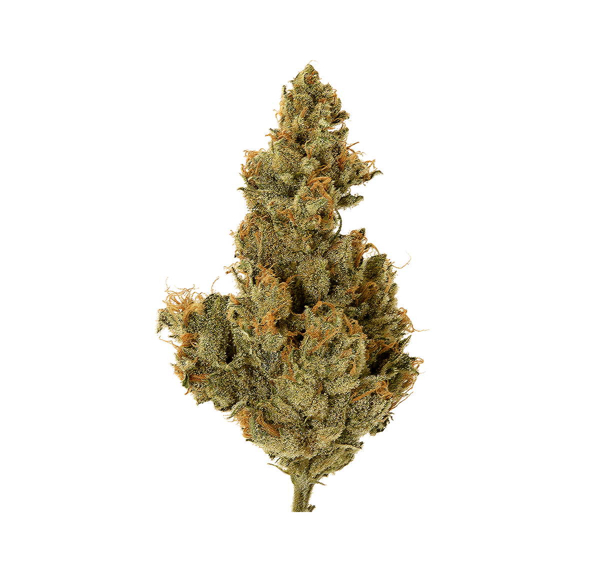 Buddha Fruit - Fleur CBD | Tealerlab