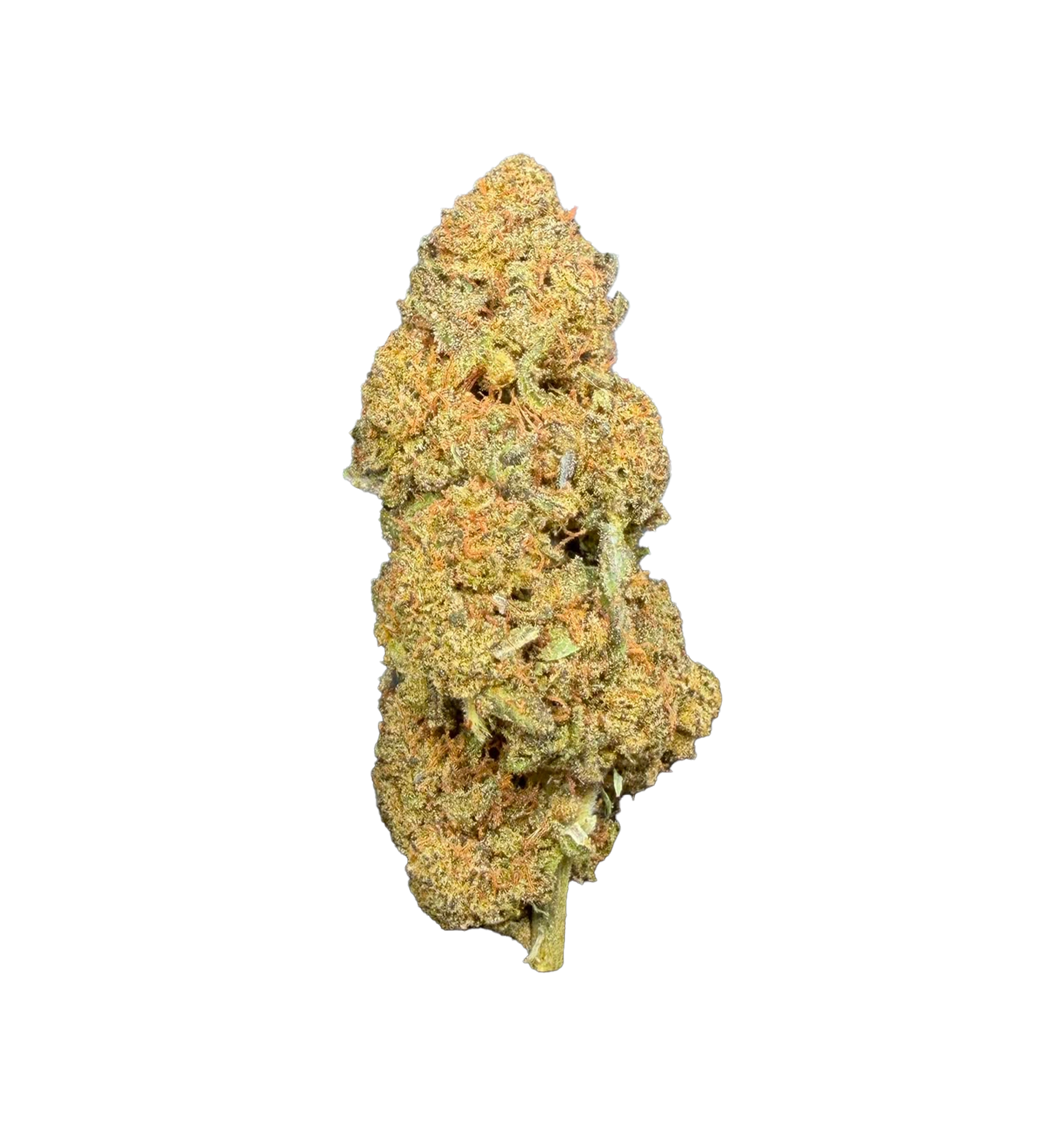Spider Gold Kush 25% CBX+