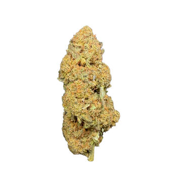 Spider Gold Kush 25% CBX+